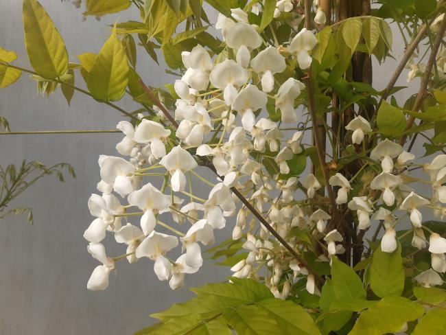 Wisteria brachybotrys 'White Silk'