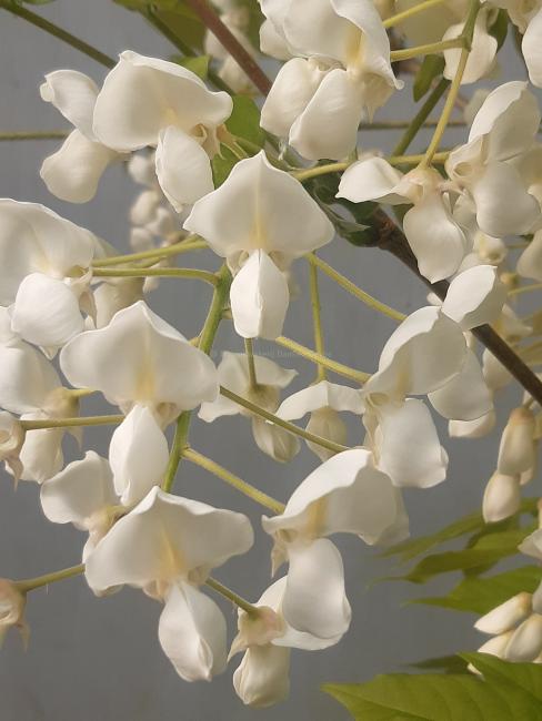 Wisteria brachybotrys 'White Silk'