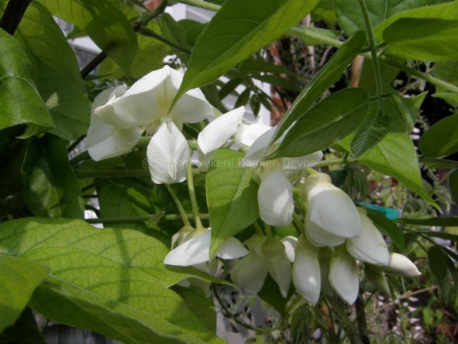 Wisteria brachybotrys 'White Silk'