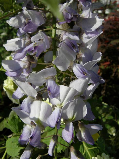 Wisteria 'Caroline'