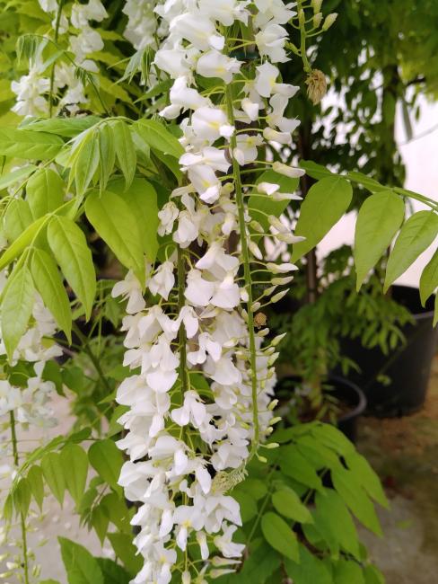 Wisteria floribunda 'Alba'