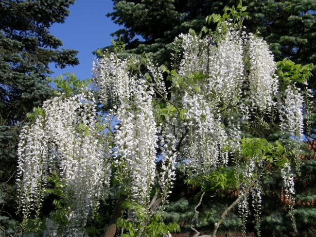 Wisteria floribunda 'Alba'