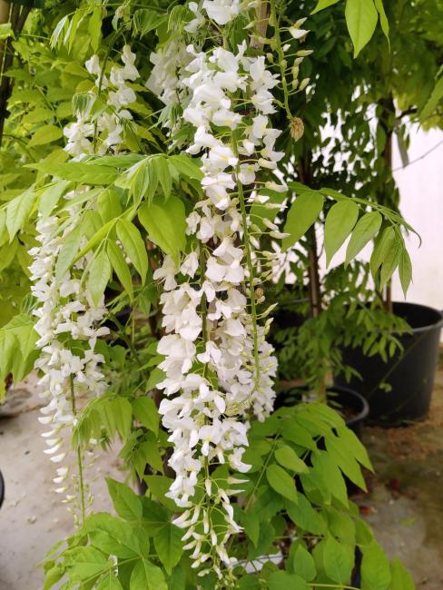 Wisteria floribunda 'Alba'