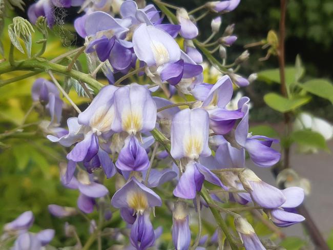 Wisteria floribunda 'Domino' (W.f. 'Issai')