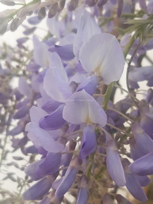 Wisteria floribunda 'Domino' (W.f. 'Issai')