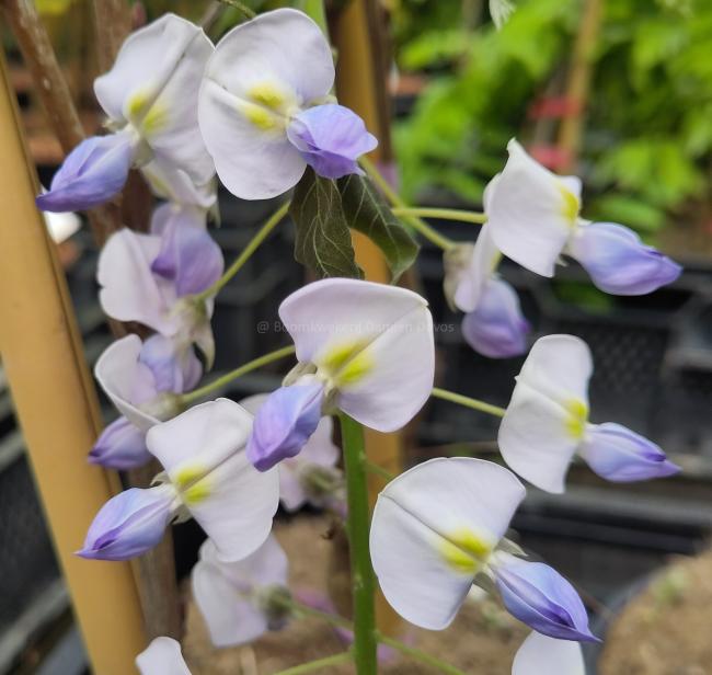 Wisteria floribunda 'Eranthema'