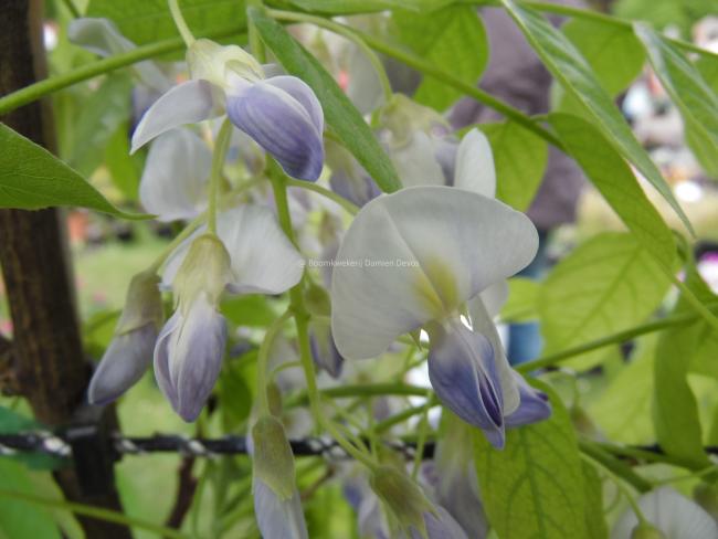 Wisteria floribunda 'Eranthema'