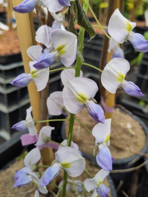 Wisteria floribunda 'Eranthema'