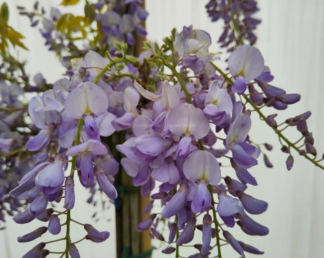 Wisteria floribunda 'Issai-naga' ( W. floribunda 'Issai Perfect)