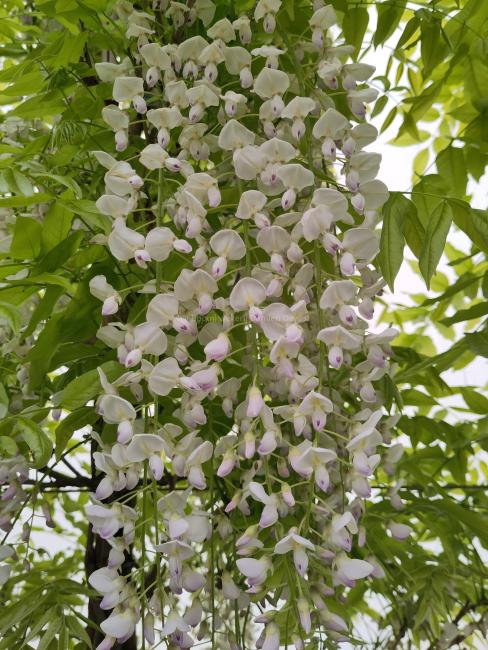 Wisteria floribunda 'Kuchi Beni'