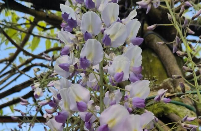 Wisteria floribunda 'Macrobotrys'