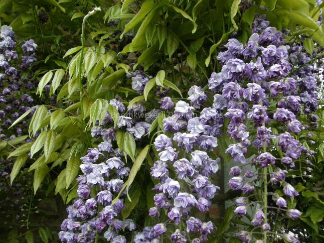 Wisteria floribunda 'Violacea Plena' ( = Black Dragon)