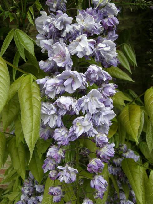 Wisteria floribunda 'Violacea Plena' ( = Black Dragon)