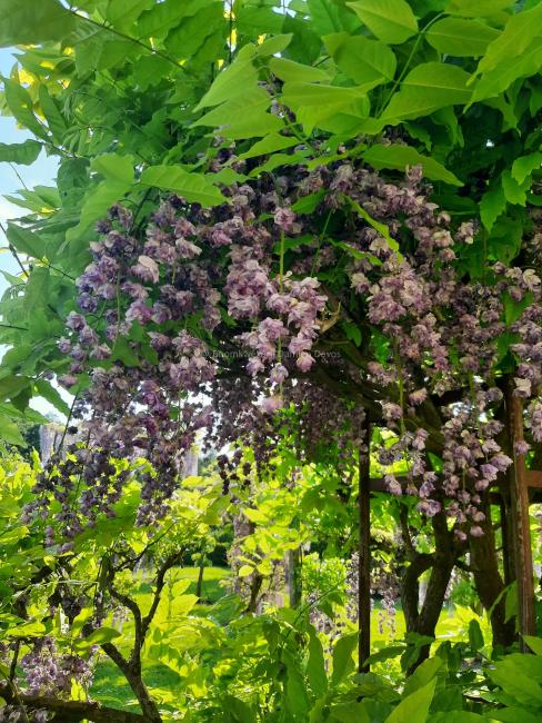 Wisteria floribunda 'Violacea Plena' ( = Black Dragon)