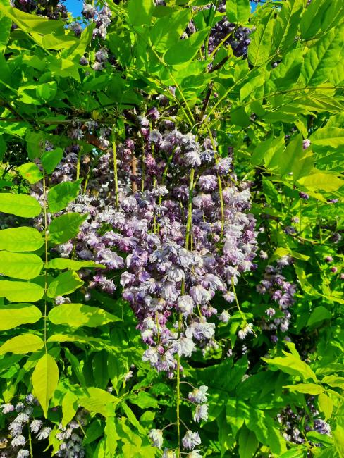 Wisteria floribunda 'Violacea Plena' ( = Black Dragon)