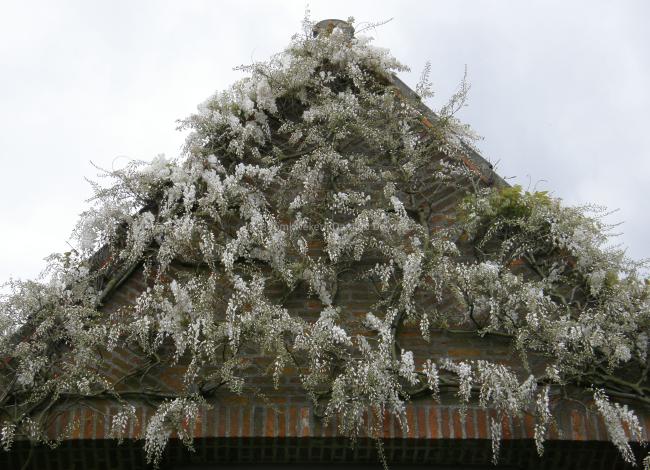 Wisteria sinensis 'Alba'