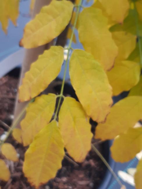 Wisteria sinensis 'Alba'