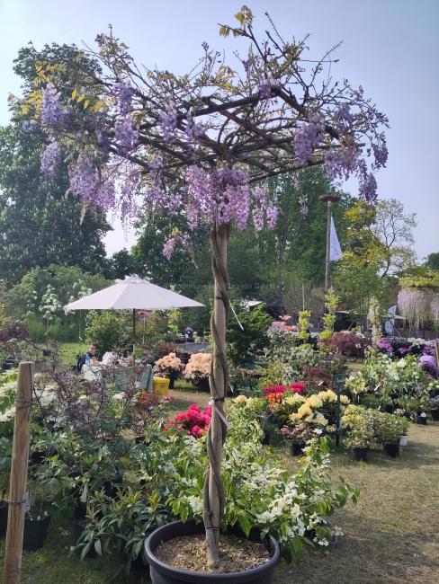 Wisteria sinensis 'Prolific'