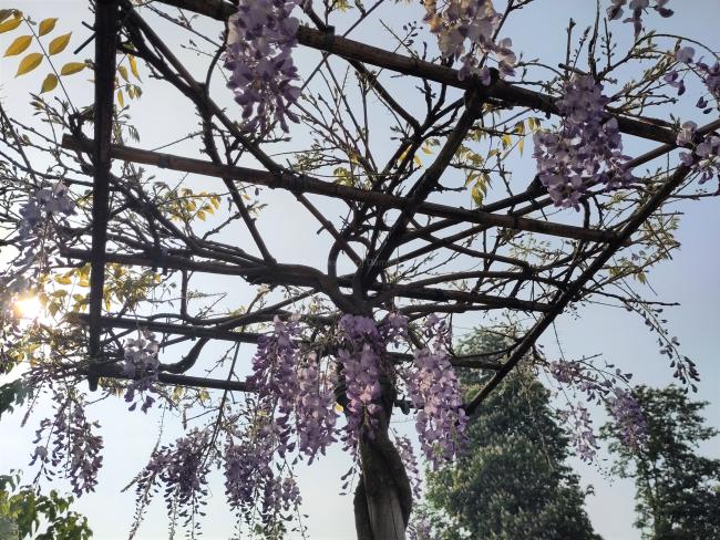 Wisteria sinensis 'Prolific'