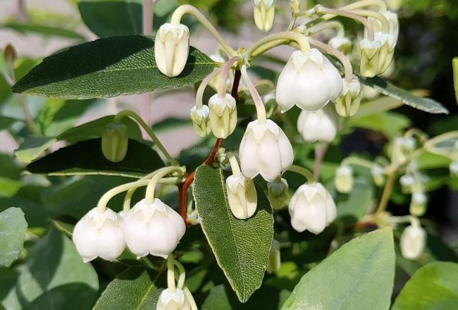 Zenobia pulverulenta 'Blue Sky'