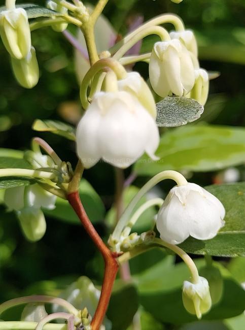 Zenobia pulverulenta 'Blue Sky'