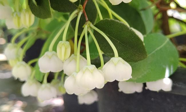 Zenobia pulverulenta 'Blue Sky'