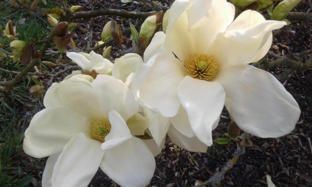 Magnolia 'Elizabeth'